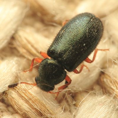 Red-legged Ham Beetle, Necrobia rufipes (Cleridae)
