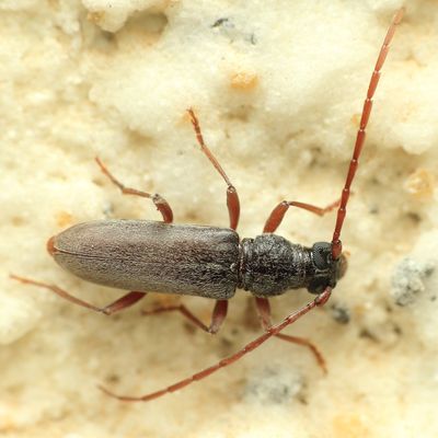 Longhorn Beetle, Derolus iranensis (Cerambycidae)
