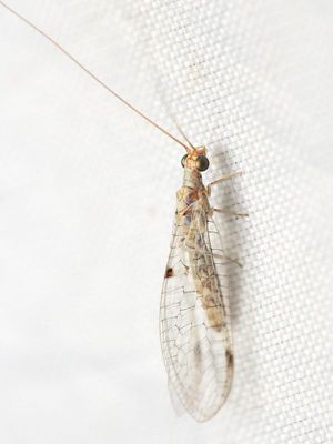Lacewing, Suarius cf. (Chrysopidae)