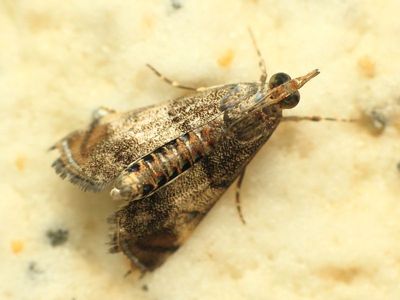 Snout Moth, Noorda blitealis (Crambidae: Glaphyriinae)