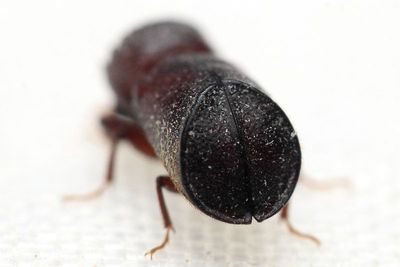 Calopertha sp. (Bostrichidae)