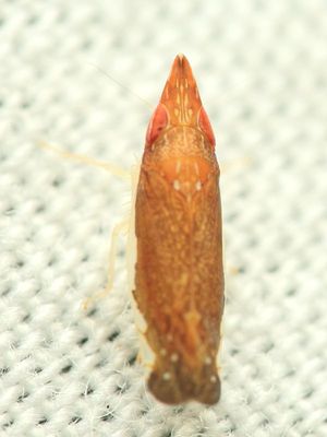 Sharpshooter (Cicadellidae: Deltocephalinae)