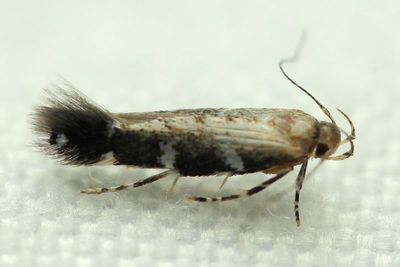 Cosmet Moth, Eteobalea cf. (Cosmopterygidae)