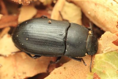 Darkling Beetle, Opatroides sp. (Tenebrionidae: Blaptinae)