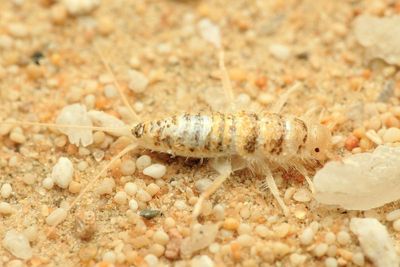 Silverfish (Lepismatidae)