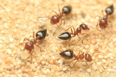 Insects of the UAE