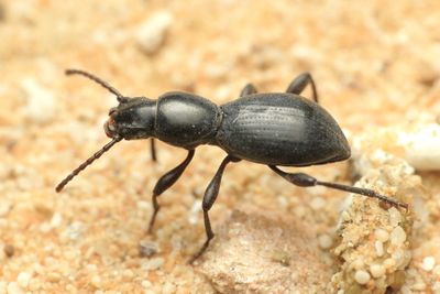 Insects of the UAE