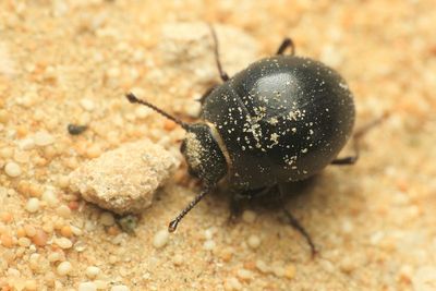 Coleoptera of the UAE