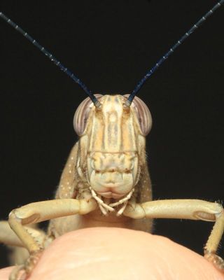 Sahelian Tree Locust, Anacridium melanorhodon arabafrum (Acrididae)