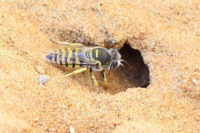 Sand Wasp, Bembix oculata (Crabronidae)