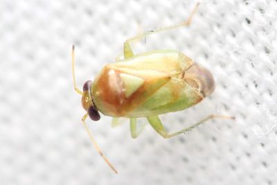 Plant Bug (Miridae: Phylinae)