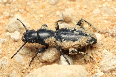 Darkling Beetle, Mesostena sp. (Tenebrionidae: Pimeliinae)