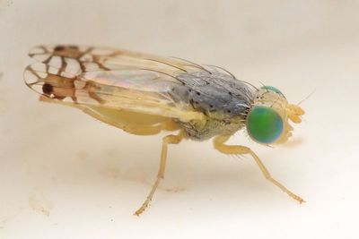 Fruit Fly, Trupanea sp. (Tephritidae)