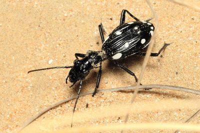 Coleoptera of the UAE