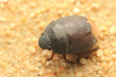 Burrowing Bug (Cydnidae: Amaurocorinae)