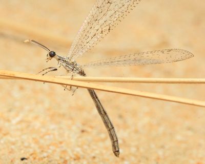 Antlion (Myrmeleontidae)