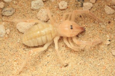Sun Spider (Solpugidae)