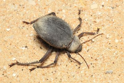 Urchin Beetle, Prionotheca coronata (Tenebrionidae: Pimeliinae)