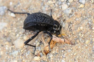 Pitted Beetle, Adesmia cancellata (Tenebrionidae: Pimeliinae)