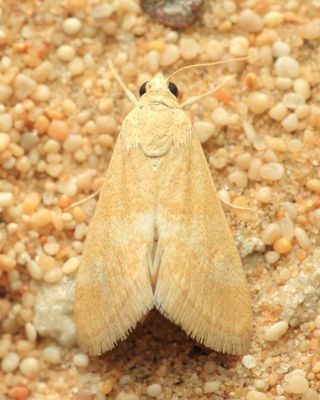 Desert Snout Moth (Pyraloidea)