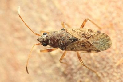 Dirt-colored Seed Bug, Remaudiereana sp. (Rhyparochromidae)