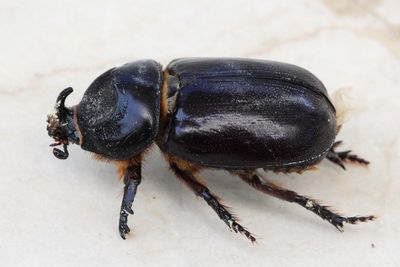 Rhinoceros Beetle, Oryctes agamemnon arabicus (Scarabaeidae: Dynastinae)