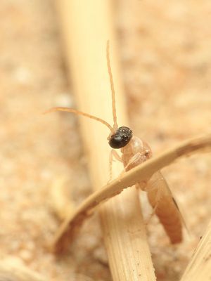 Flower Wasp (Thynnidae: Myzininae)