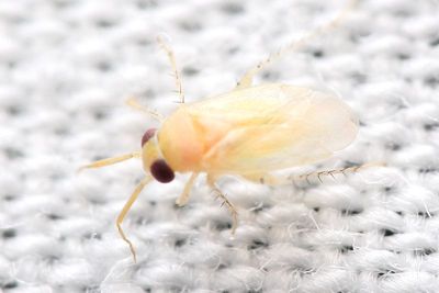 Plant Bug, Campylomma sp. (Miridae: Phylinae)