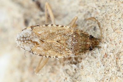 Dirt-colored Seed Bug, Emblethis sp. (Rhyparochromidae)