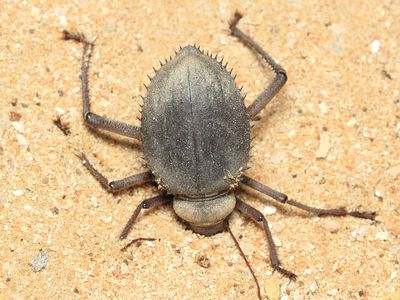 Urchin Beetle, Prionotheca coronata (Tenebrionidae: Pimeliinae)