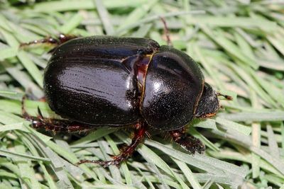 Pentodon algerinus dispar (Scarabaeidae: Dynastinae)