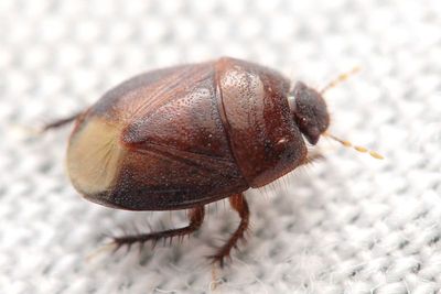 Burrowing Bug (Cydnidae: Cydninae)