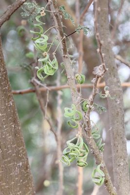 Umbrella Thorn, Vachellia tortilis (Fabaceae: Mimosoideae)