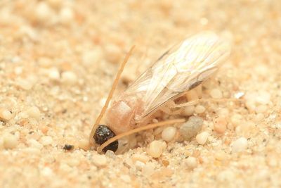 Flower Wasp (Thynnidae: Myzininae)