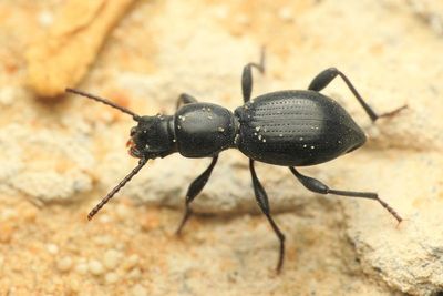 Coleoptera of the UAE