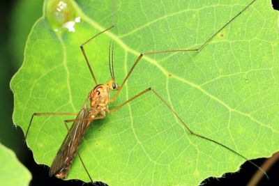 Tipulomorpha - Crane Flies