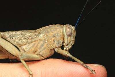 Arthropods of the UAE