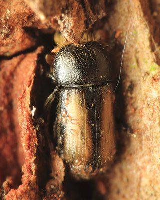 Family Curculionidae - Weevils