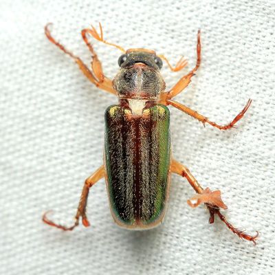 Family Scarabaeidae - Scarabs