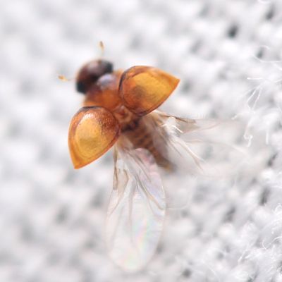 Minute Beetle (Clambus sp.), family Clambidae