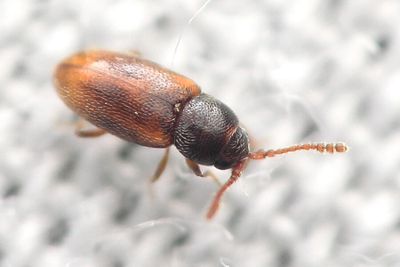 Family Cryptophagidae - Silken Fungus Beetles