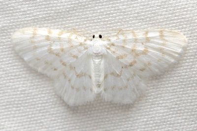 Family Geometridae - Geometer Moths