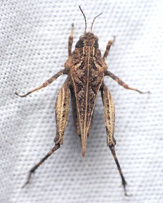 Tetrix ornata