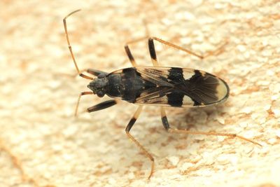 Dirt-colored Seed Bug, Dieuches armipes (Rhyparochromidae)