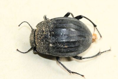 Darkling Beetle, Erodius sp. (Tenebrionidae: Pimeliinae)