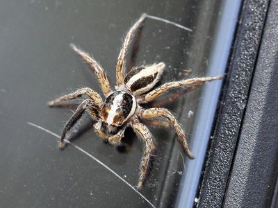 Jumping Spider, Plexippus paykulli (Salticidae)