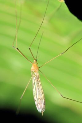 Family Limoniidae (Hexatomini)