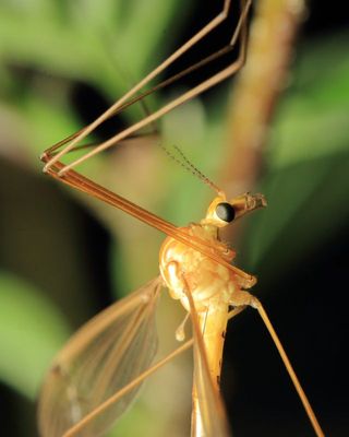 Nephrotoma euceroides