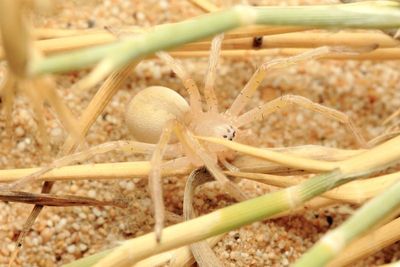 Cebrennus sp. (Sparassidae)