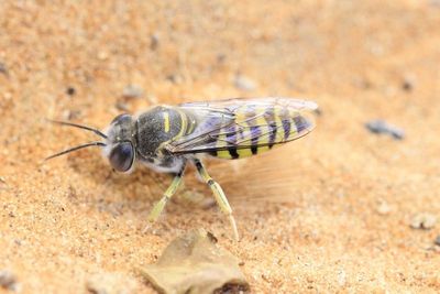 Sand Wasp, Bembix oculata (Crabronidae)